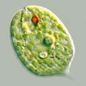 Euglenoids