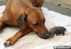 Animals+adopting+other+species