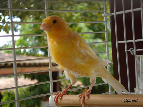 Canario+belga