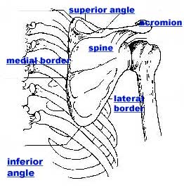 Broken+scapula