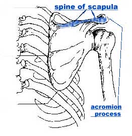 Broken+scapula