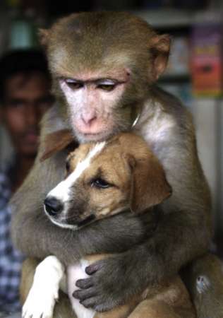Animals+adopting+other+species