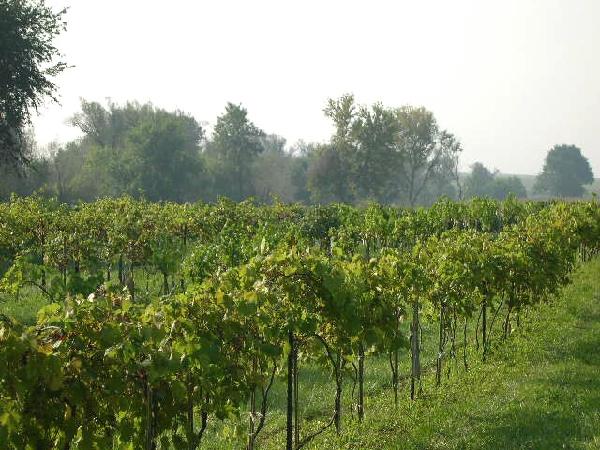 Growing+grapes+grape+growing