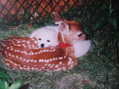 Animals+nursing+other+species