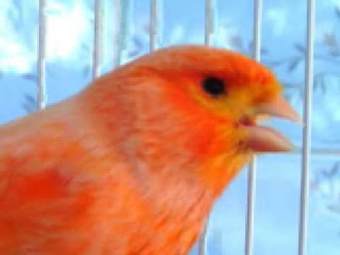 Canario+belga