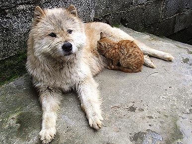 Animals+nursing+other+species