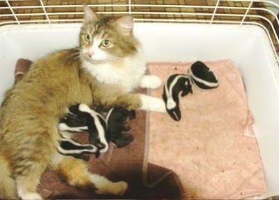 Animals+nursing+other+species