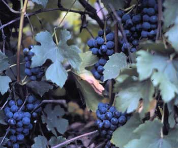 Growing+grapes+grape+growing