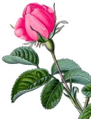 Roos+bloem