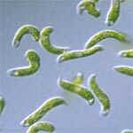 Photosynthetic+euglenoids