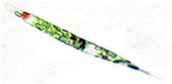 Photosynthetic+euglenoids