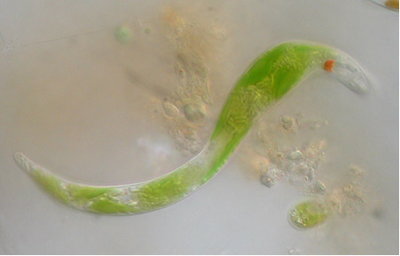 Euglenoids