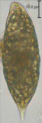 Euglenoids