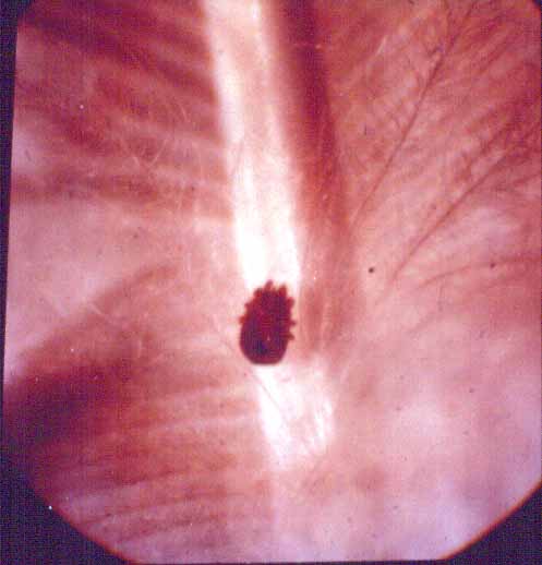 Strigiform