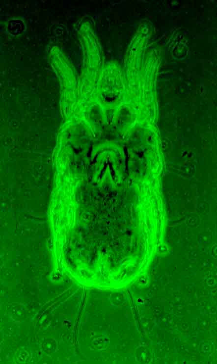 Strigiform