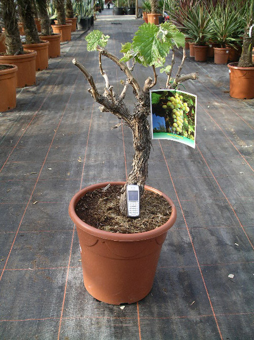 Growing+grapes+in+containers