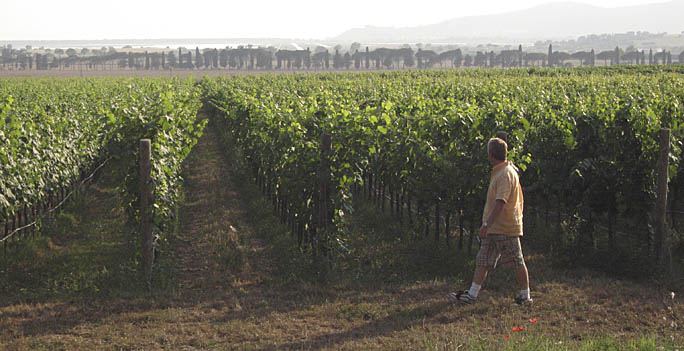 Growing+grapes+in+southern+california