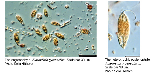 Photosynthetic+euglenoids