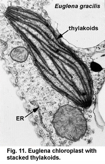 Photosynthetic+euglenoids