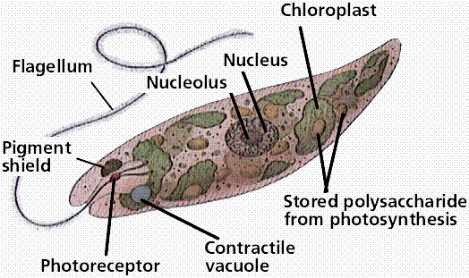 Euglenoids