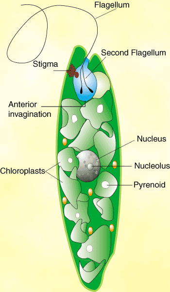 Euglenoids