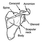 Broken+scapula
