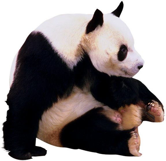 Animals+adopting+other+species