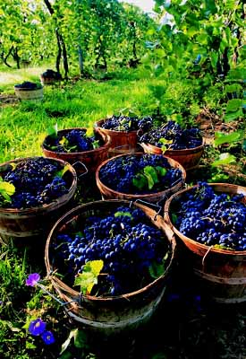 Growing+grapes+in+southern+california