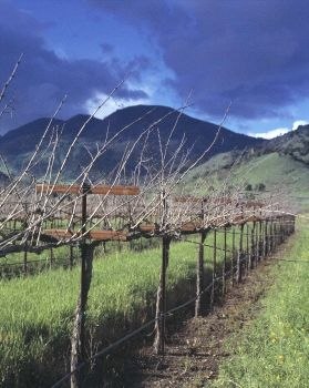 Growing+grapes+grape+growing