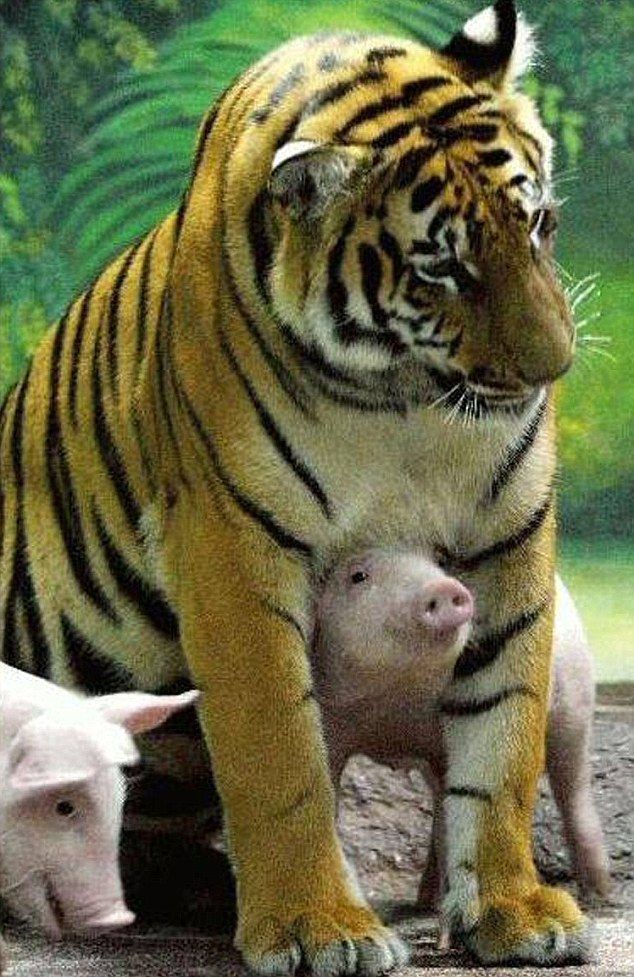 Animals+adopting+other+species