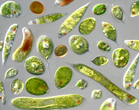 Photosynthetic+euglenoids