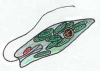 Euglenoids