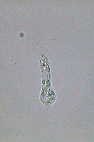 Euglenoids