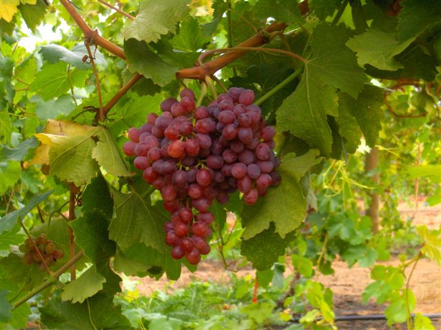 Growing+grapes+grape+growing