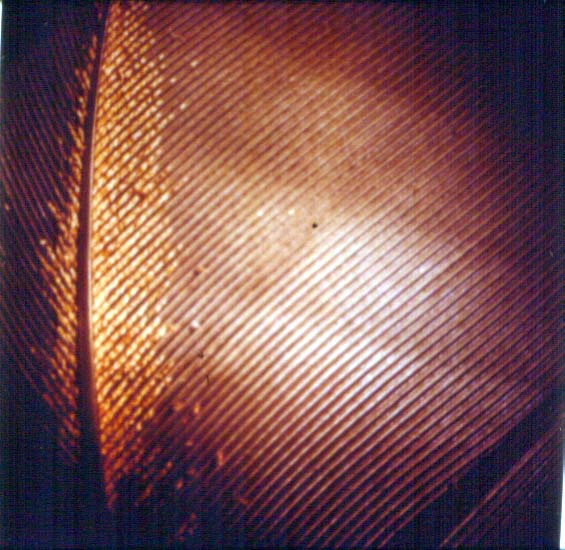 Strigiform