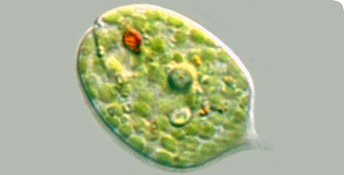 Photosynthetic+euglenoids