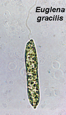 Euglenoids