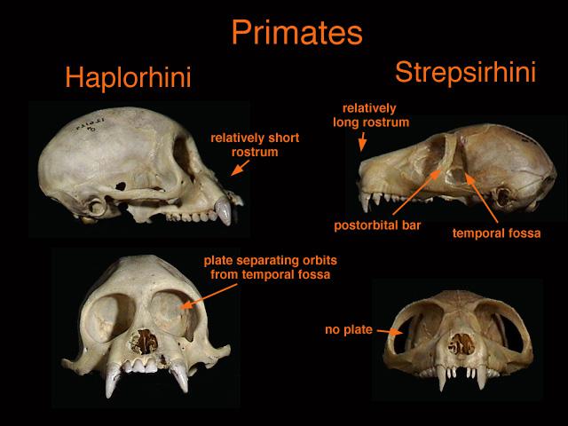 Strigiform
