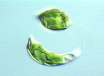 Euglenoids
