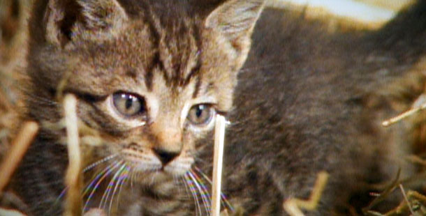 Animals+adopting+other+species