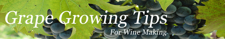 Growing+grapes+grape+growing