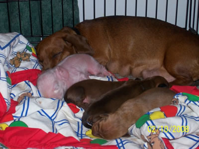 Animals+nursing+other+species