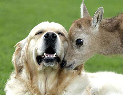 Animals+adopting+other+species