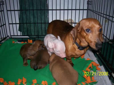 Animals+adopting+other+species