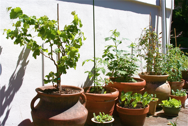 Growing+grapes+in+containers