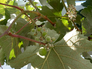 Growing+grapes+in+southern+california