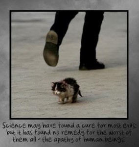 Animals+adopting+other+species