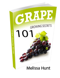 Growing+grapes+grape+growing